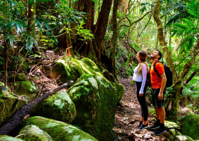 Forest walks